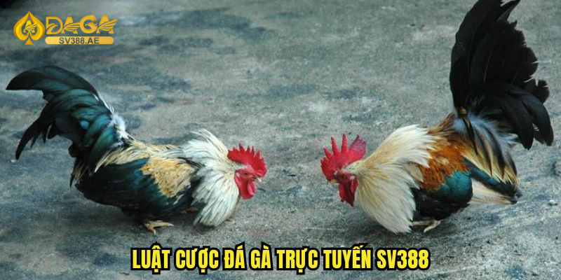 Đá gà online sv388